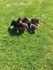 Photo №1. beagle - for sale in the city of Hannover | Is free | Announcement № 123642