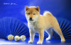Photo №1. shiba inu - for sale in the city of Москва | negotiated | Announcement № 91280