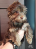 Photo №2 to announcement № 17945 for the sale of beaver yorkshire terrier - buy in Ukraine breeder