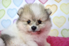 Photo №2 to announcement № 14928 for the sale of pomeranian - buy in Poland breeder