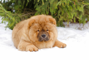Photo №3. Chow chow. Russian Federation