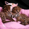 Photo №1. savannah cat - for sale in the city of Phoenix | 500$ | Announcement № 12613