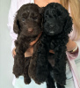 Photo №1. non-pedigree dogs - for sale in the city of Berlin | negotiated | Announcement № 119977