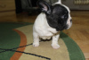 Additional photos: french bulldog puppies