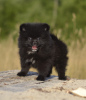 Photo №1. pomeranian - for sale in the city of Vitebsk | 296$ | Announcement № 11390