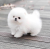 Photo №1. pomeranian - for sale in the city of London | negotiated | Announcement № 70996