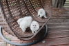 Photo №2 to announcement № 164890 for the sale of pomeranian - buy in Belgium private announcement, breeder