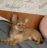 Photo №4. I will sell chihuahua in the city of Dnipro. private announcement - price - 283$