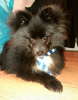 Photo №3. Pomeranian male rare color. Turkey