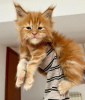 Photo №1. maine coon - for sale in the city of Хорн | 317$ | Announcement № 58266