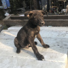 Photo №1. non-pedigree dogs - for sale in the city of Krasnodar | Is free | Announcement № 7500