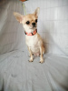 Photo №1. chihuahua - for sale in the city of Naberezhnye Chelny | 586$ | Announcement № 48367