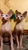 Photo №1. sphynx-katze - for sale in the city of White church | 0$ | Announcement № 13651