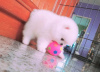 Photo №2 to announcement № 79842 for the sale of pomeranian - buy in Germany from nursery