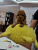 Photo №2 to announcement № 117360 for the sale of poodle (dwarf) - buy in Serbia 