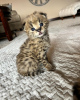 Photo №1. savannah cat - for sale in the city of Paris | 1$ | Announcement № 54202