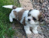 Additional photos: Beautiful Shih tzu puppies