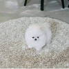 Photo №4. I will sell pomeranian in the city of Chelyabinsk. private announcement - price - 350$