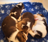 Additional photos: **STUNNING BEAGLE PUPPIES (KC REGISTERED)**