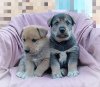 Photo №1. non-pedigree dogs - for sale in the city of Москва | Is free | Announcement № 71548