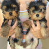 Photo №1. yorkshire terrier - for sale in the city of Paris | negotiated | Announcement № 71049