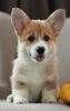 Additional photos: Welsh Corgi Pembroke puppies from titled parents