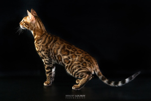 Additional photos: Bengal cat 1