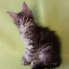 Photo №1. maine coon - for sale in the city of Антверпен | negotiated | Announcement № 62171