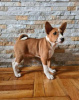 Photo №2 to announcement № 98646 for the sale of basenji - buy in Greece 