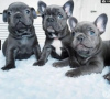 Photo №1. french bulldog - for sale in the city of Ginsheim-Gustavsburg | negotiated | Announcement № 103048