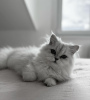 Photo №2 to announcement № 102799 for the sale of persian cat - buy in United States private announcement