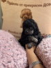 Photo №1. poodle (toy) - for sale in the city of Sofia | 1268$ | Announcement № 105321