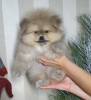 Photo №3. Elite Pomeranian puppies. Ukraine