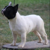 Photo №1. french bulldog - for sale in the city of Sremska Mitrovica | negotiated | Announcement № 68859