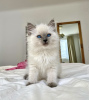 Photo №1. ragdoll - for sale in the city of Гамбург | 423$ | Announcement № 101802