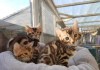 Photo №1. bengal cat - for sale in the city of Nivelles | Is free | Announcement № 36883