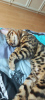 Photo №2 to announcement № 77880 for the sale of bengal cat - buy in Ukraine private announcement