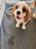 Photo №2 to announcement № 123042 for the sale of cavalier king charles spaniel - buy in Hungary private announcement