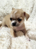 Additional photos: Chihuahua puppies