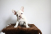 Photo №4. I will sell french bulldog in the city of Aachen. private announcement - price - 260$