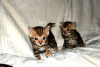 Photo №4. I will sell bengal cat in the city of Werder (Havel). private announcement - price - 370$