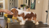 Additional photos: Cavalier King Charles Spaniel, male dogs for sale