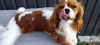 Photo №1. cavalier king charles spaniel - for sale in the city of Kiev | 2000$ | Announcement № 11622