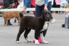 Photo №3. SAO (Central Asian Shepherd Dog). Poland