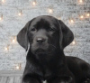 Photo №4. I will sell labrador retriever in the city of Dnipro. private announcement - price - 265$