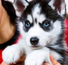 Photo №1. siberian husky - for sale in the city of Berlin | 370$ | Announcement № 107529