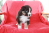 Photo №2 to announcement № 93077 for the sale of australian shepherd - buy in Netherlands private announcement