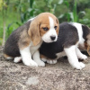 Additional photos: Beagle puppies looking for forever homes