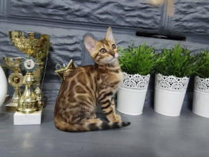 Photo №3. Kennel & quot; Wonderful cats & quot; offers to write on the kittens of. Belarus