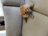 Photo №3. Pomeranian Spitz puppy. Poland